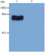 Monoclonal Anti-STIM1 antibody produced in mouse clone CDN3H4