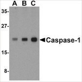 Anti-Caspase-1 (ab1) antibody produced in rabbit affinity isolated antibody, buffered aqueous solution