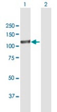 Anti-EPAS1 antibody produced in mouse purified immunoglobulin, buffered aqueous solution