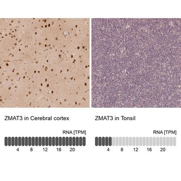 Anti-ZMAT3 Prestige Antibodies&#174; Powered by Atlas Antibodies, affinity isolated antibody