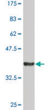 Monoclonal Anti-SIPA1, (C-terminal) antibody produced in mouse clone 2B4, ascites fluid