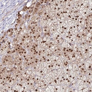 Anti-ACD antibody produced in rabbit Prestige Antibodies&#174; Powered by Atlas Antibodies, affinity isolated antibody, buffered aqueous glycerol solution