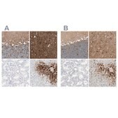 Anti-GLUL antibody produced in rabbit Ab1, Prestige Antibodies&#174; Powered by Atlas Antibodies, affinity isolated antibody, buffered aqueous glycerol solution