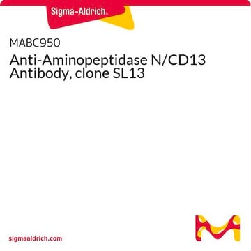 Anti-Aminopeptidase N/CD13 Antibody, clone SL13