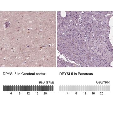 Anti-DPYSL5 antibody produced in rabbit Prestige Antibodies&#174; Powered by Atlas Antibodies, affinity isolated antibody, buffered aqueous glycerol solution