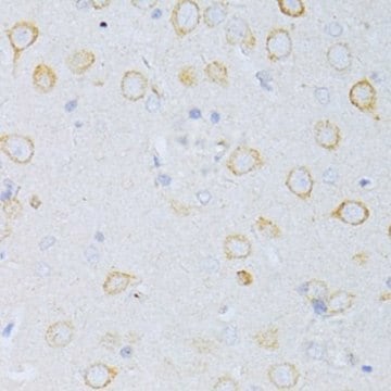 Anti-CD63 antibody produced in rabbit