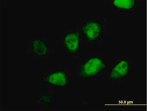 Anti-MLF2 antibody produced in mouse purified immunoglobulin, buffered aqueous solution