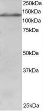 Anti-USP11/UHX1 antibody produced in goat affinity isolated antibody, buffered aqueous solution