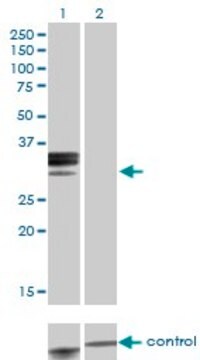 Monoclonal Anti-HPX antibody produced in mouse clone 3A9-1A9, purified immunoglobulin, buffered aqueous solution