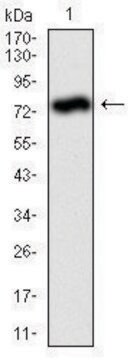 Monoclonal Anti-ALPL antibody produced in mouse clone 2F4, purified immunoglobulin, buffered aqueous solution