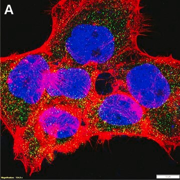 Anti-LRRFIP2 Antibody, clone 1B22 ZooMAb&#174; Rabbit Monoclonal recombinant, expressed in HEK 293 cells