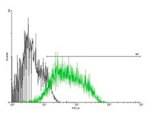 Anti-CD97 antibody produced in mouse purified immunoglobulin, buffered aqueous solution