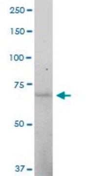 Anti-STAM antibody produced in mouse purified immunoglobulin, buffered aqueous solution