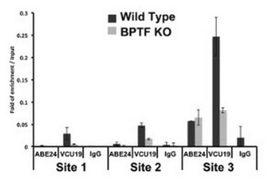 Anti-BPTF (VCU19) from rabbit, purified by affinity chromatography