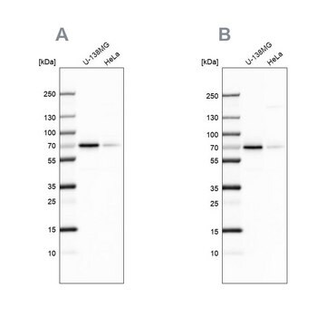 Anti-STAM2 antibody produced in rabbit Prestige Antibodies&#174; Powered by Atlas Antibodies, affinity isolated antibody, buffered aqueous glycerol solution