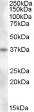 Anti-Proenkephalin antibody produced in goat affinity isolated antibody, buffered aqueous solution