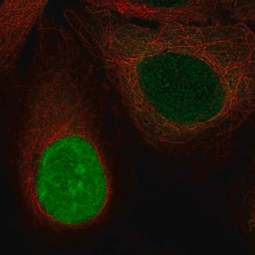 Anti-NUSAP1 antibody produced in rabbit Prestige Antibodies&#174; Powered by Atlas Antibodies, affinity isolated antibody