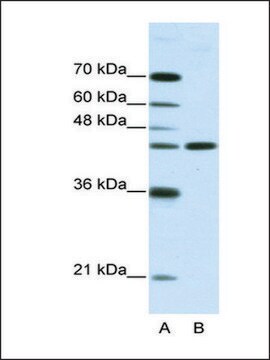 Anti-NMUR2 antibody produced in rabbit affinity isolated antibody