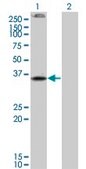 Monoclonal Anti-CNR2 antibody produced in mouse clone 3C7, purified immunoglobulin, buffered aqueous solution