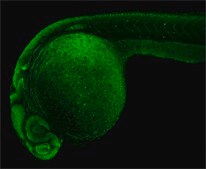Anti-sox2 antibody produced in rabbit affinity isolated antibody, buffered aqueous solution
