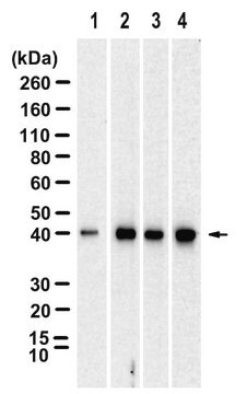 Anti-ELF5 Antibody, clone 1K15 ZooMAb&#174; Rabbit Monoclonal recombinant, expressed in HEK 293 cells