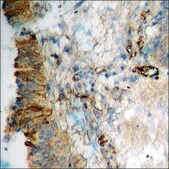 Anti-phospho-Adrenergic Receptor &#946;2 (pSer346) antibody produced in rabbit affinity isolated antibody