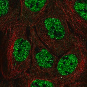 Anti-APOBEC3B antibody produced in rabbit Prestige Antibodies&#174; Powered by Atlas Antibodies, affinity isolated antibody