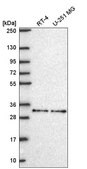 Anti-NR1H2 antibody produced in rabbit Prestige Antibodies&#174; Powered by Atlas Antibodies, affinity isolated antibody