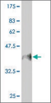 Monoclonal Anti-MUC5B antibody produced in mouse clone 8C11, ascites fluid