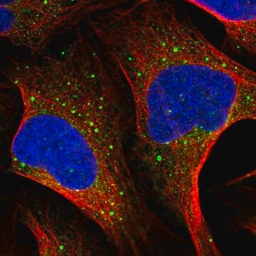 Anti-MSH5 antibody produced in rabbit Prestige Antibodies&#174; Powered by Atlas Antibodies, affinity isolated antibody