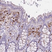 Anti-PLBD1 antibody produced in rabbit Prestige Antibodies&#174; Powered by Atlas Antibodies, affinity isolated antibody, buffered aqueous glycerol solution