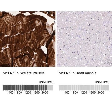 Anti-MYOZ1 antibody produced in rabbit Prestige Antibodies&#174; Powered by Atlas Antibodies, affinity isolated antibody, buffered aqueous glycerol solution