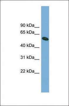 Anti-OMA1 affinity isolated antibody