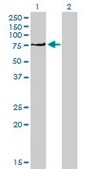 Monoclonal Anti-PRKCI antibody produced in mouse clone 1G11, purified immunoglobulin, buffered aqueous solution