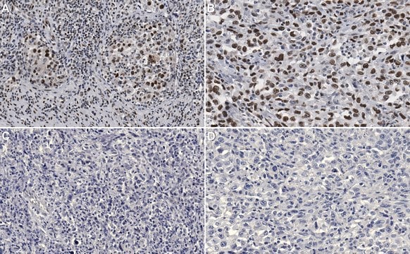 Anti-phospho-CREB (Ser133) Antibody, clone 10E9 clone 10E9, Upstate&#174;, from mouse