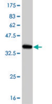 ANTI-BRAF antibody produced in mouse clone 3F5, purified immunoglobulin, buffered aqueous solution