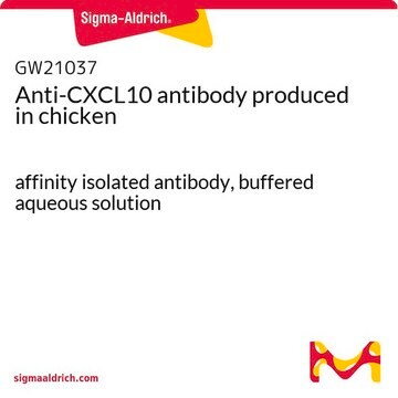 Anti-CXCL10 antibody produced in chicken affinity isolated antibody, buffered aqueous solution