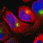 Anti-LITAF antibody produced in rabbit Prestige Antibodies&#174; Powered by Atlas Antibodies, affinity isolated antibody, buffered aqueous glycerol solution