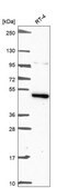 Anti-Mapk10 Antibody Produced In Rabbit Prestige Antibodies&#174; Powered by Atlas Antibodies, affinity isolated antibody, buffered aqueous glycerol solution