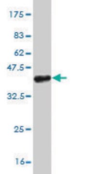 Monoclonal Anti-PHC1 antibody produced in mouse clone 3G1, purified immunoglobulin, buffered aqueous solution