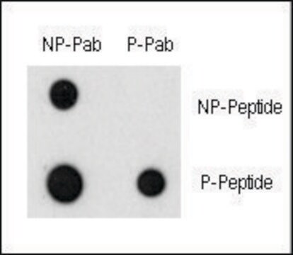 Anti-Phospho-GNA12-S67 antibody produced in rabbit affinity isolated antibody, buffered aqueous solution