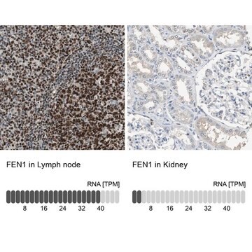 Anti-FEN1 antibody produced in rabbit Prestige Antibodies&#174; Powered by Atlas Antibodies, affinity isolated antibody, buffered aqueous glycerol solution