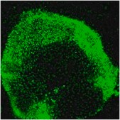 Anti-Oct-4 Antibody, clone 10H11.2, Alexa Fluor&#8482; 488 conjugate clone 10H11.2, from mouse, ALEXA FLUOR&#8482; 488