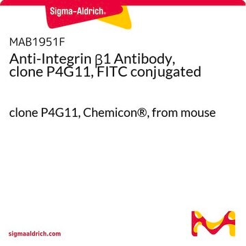 Anti-Integrin &#946;1 Antibody, clone P4G11, FITC conjugated clone P4G11, Chemicon&#174;, from mouse