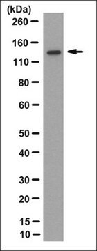 Anti-RetGC-1/GUCY2D Antibody, clone 6D8.2 clone 6D8.2, from mouse