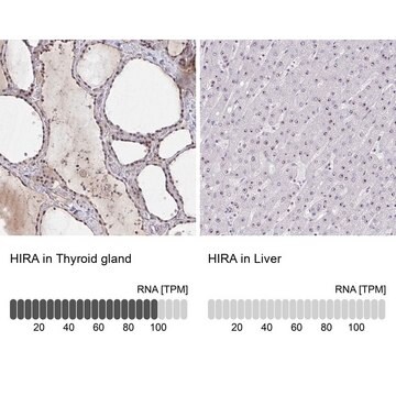 Anti-HIRA antibody produced in rabbit Prestige Antibodies&#174; Powered by Atlas Antibodies, affinity isolated antibody, buffered aqueous glycerol solution