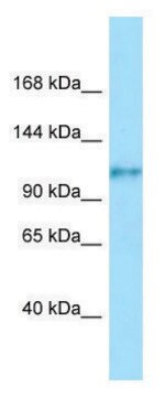 Anti-FCRL5 (C-terminal) antibody produced in rabbit affinity isolated antibody