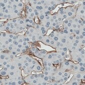 Monoclonal Anti-ENG antibody produced in mouse Prestige Antibodies&#174; Powered by Atlas Antibodies, clone CL1912, purified immunoglobulin, buffered aqueous glycerol solution