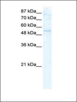 Anti-DDX19A antibody produced in rabbit IgG fraction of antiserum