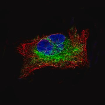 Monoclonal Anti-DES antibody produced in mouse Prestige Antibodies&#174; Powered by Atlas Antibodies, clone CL4501, purified immunoglobulin